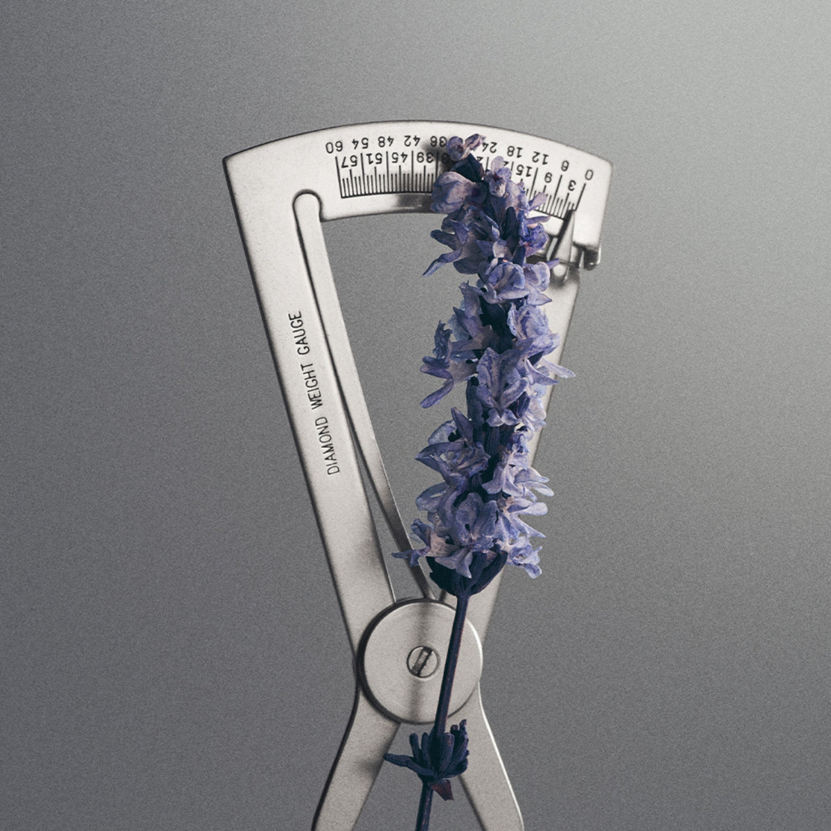Millesime - Iris Debonair